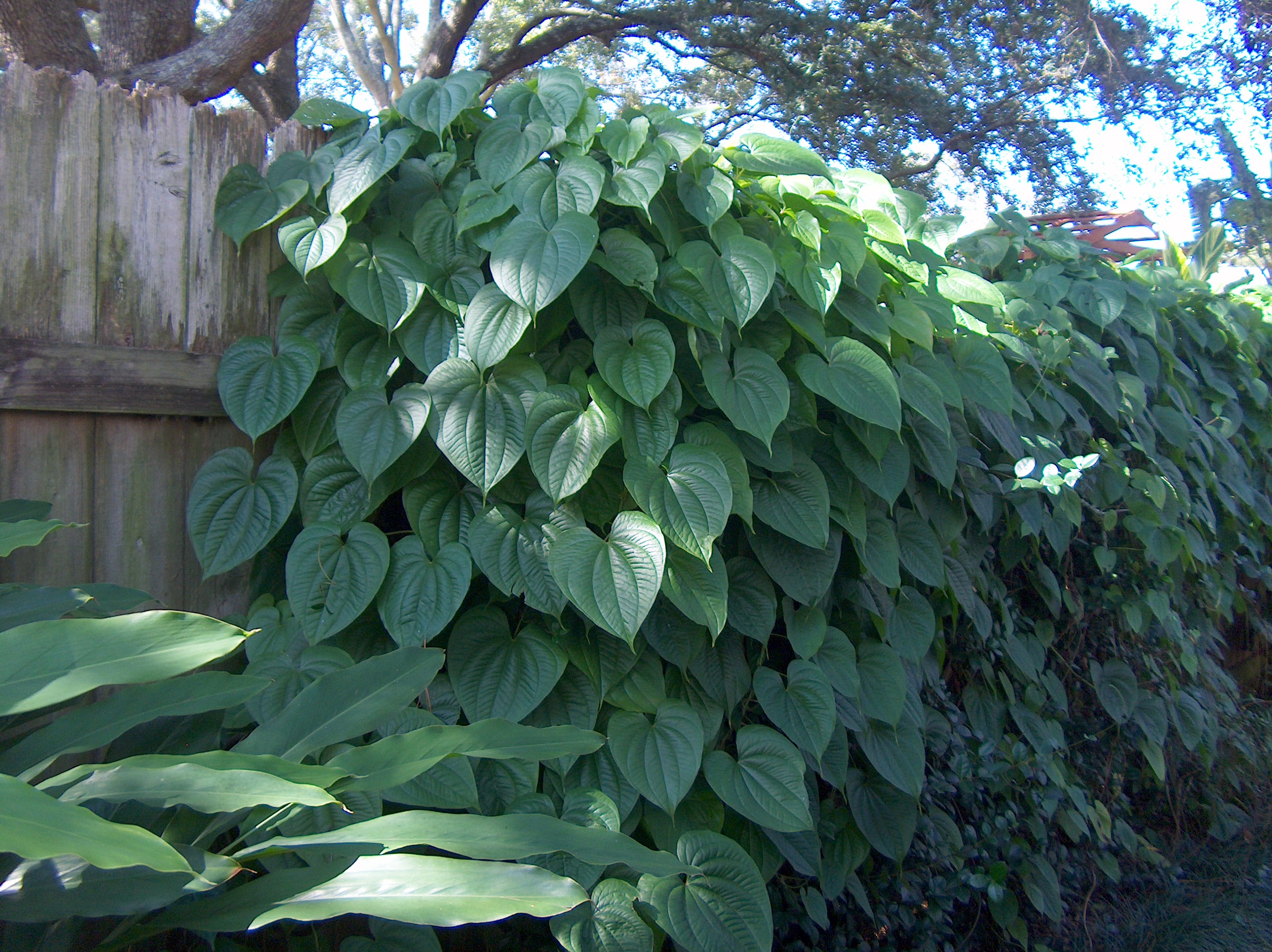 Online Plant Guide Dioscorea batata / Air Potato Vine
